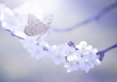 Papillon au milieu des fleurs blanches