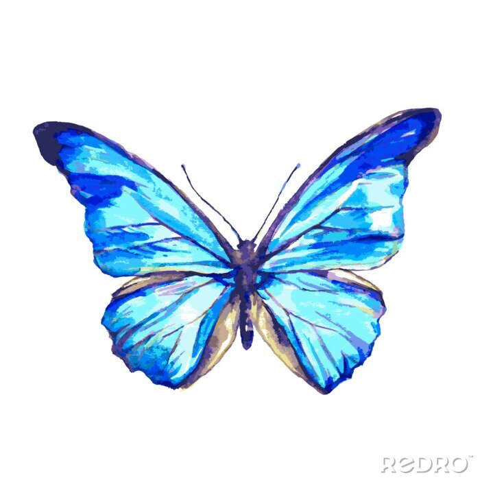 Papier peint  Papillon aux ailes bleues