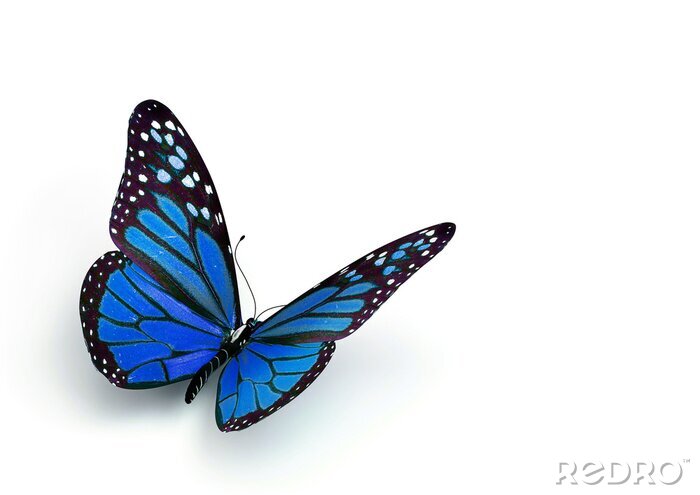 Papier peint  Papillon aux ailes levées