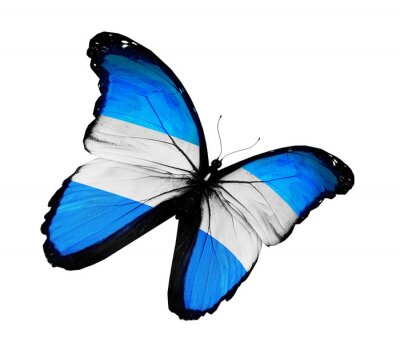 Papier peint  Papillon aux couleurs de l'Argentine