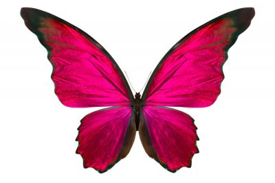 Papier peint  Papillon aux couleurs vives