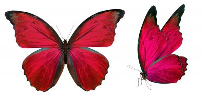 Papier peint  Papillon aux tonalités de rouge