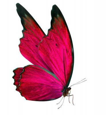 Papier peint  Papillon avce les ailes fermées