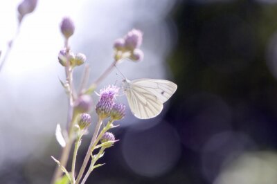 Papier peint  Papillon blanc et nature