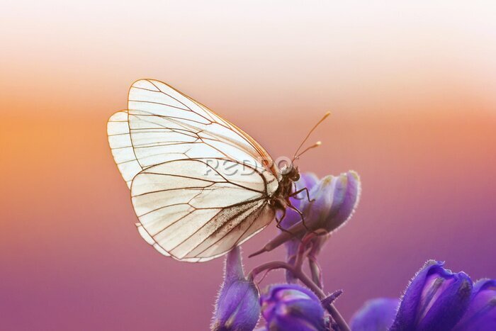 Papier peint  Papillon blanc sur des fleurs violettes avec un coucher de soleil en arrière-plan