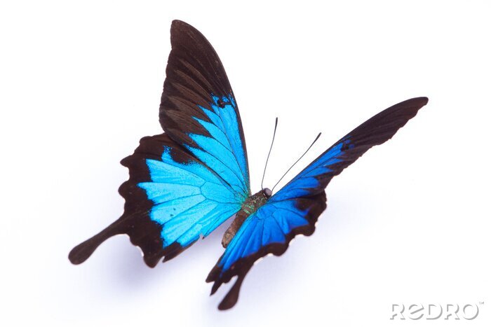 Papier peint  Papillon bleu