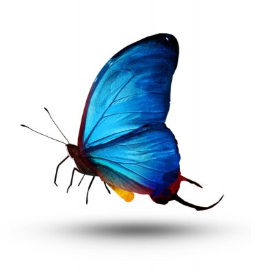 Papier peint  Papillon bleu au vol