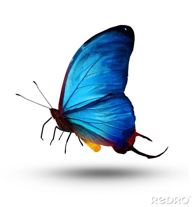 Papier peint  Papillon bleu au vol