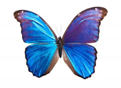 Papier peint  Papillon bleu clair et mauve sur fond blanc
