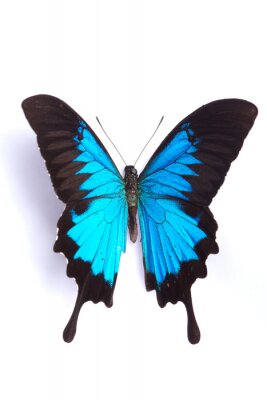 Papillon bleu sur fond blanc
