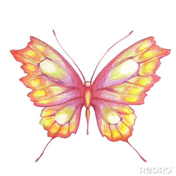 Papier peint  Papillon dessiné aux crayons de couleur
