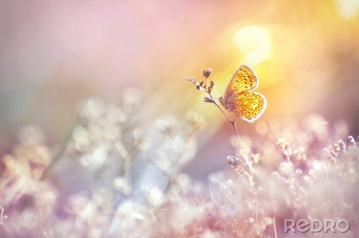 Papier peint  Papillon doré brille au soleil au coucher du soleil, macro. Herbe sauvage sur un pré en été sous les rayons du soleil doré. Image artistique douce et romantique de la vie sauvage.
