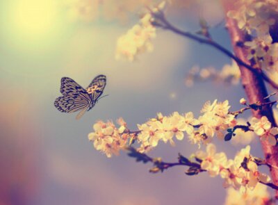Papier peint  Papillon et arbre en fleurs