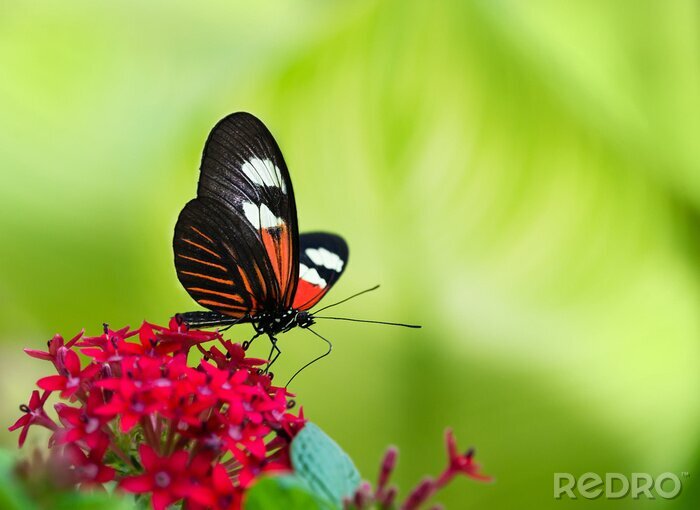 Papier peint  Papillon et fleur