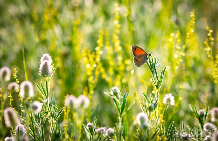 Papier peint  Papillon et fleurs dans une prairie