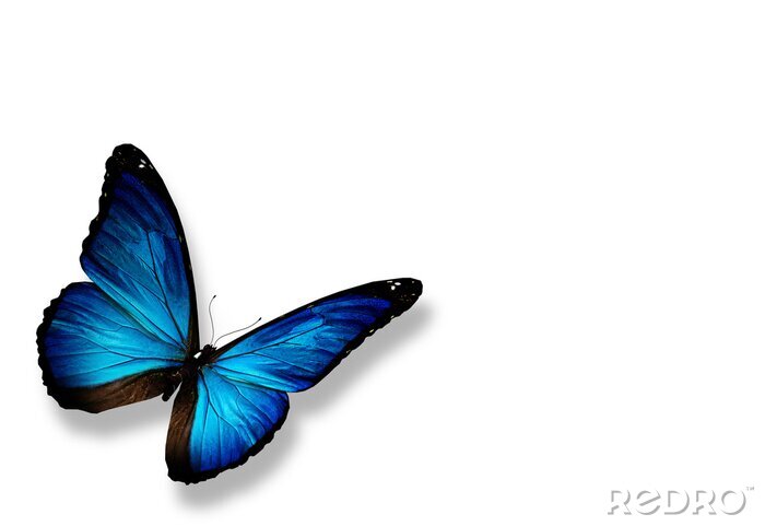 Papier peint  Papillon exotique au vol