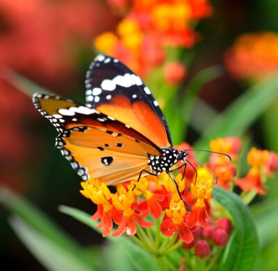 Papier peint  Papillon marron assis sur les fleurs