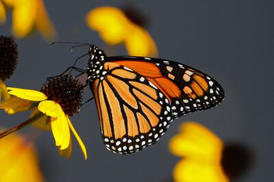 Papier peint  Papillon Monarque sur une fleur jaune