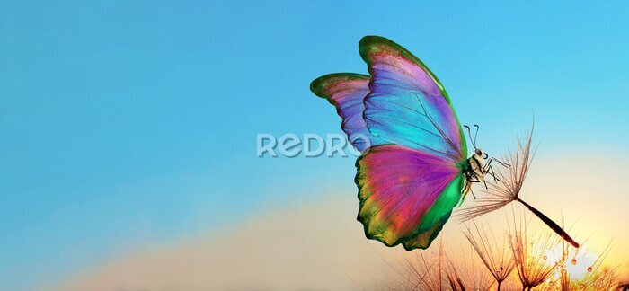 Papier peint  Papillon Morpho et aigrettes de pissenlit