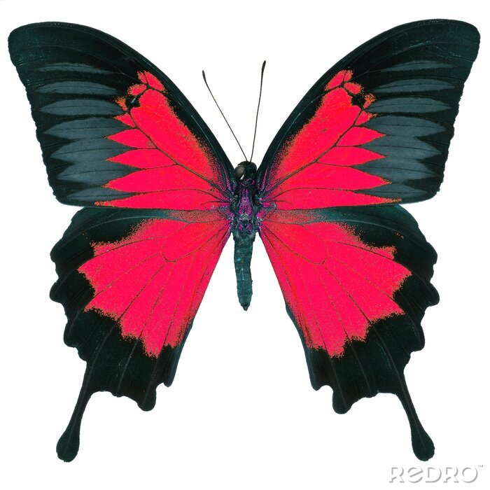 Papier peint  Papillon noir et rouge sur fond blanc
