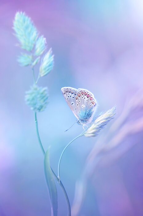 Papier peint  Papillon pastel sur une branche d'herbe