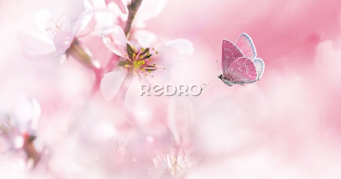 Papier peint  Papillon rose avec un amandier de Chine en arrière-plan