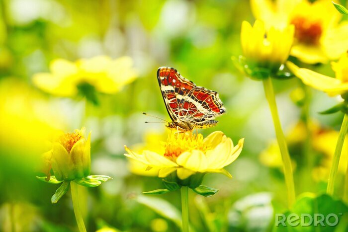 Papier peint  Papillon rouge et fleurs jaunes