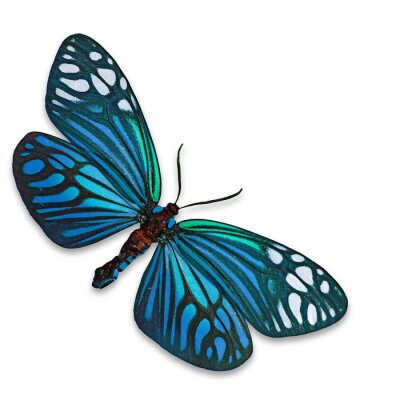 Papier peint  Papillon subtil turquoise