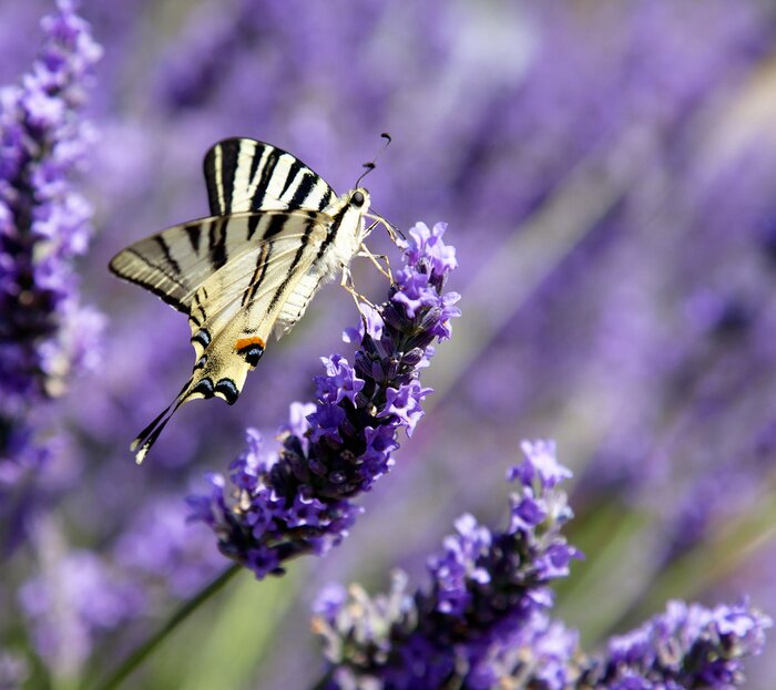Papier peint  Papillon sur les pétales de la lavande