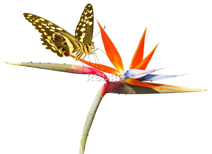 Papier peint  papillon sur strelitzia