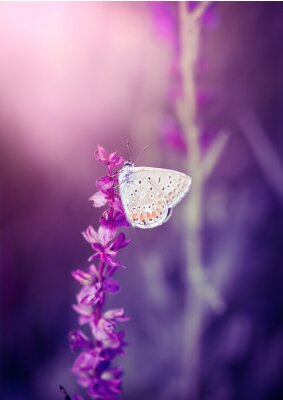 Papillon sur une fleur mauve