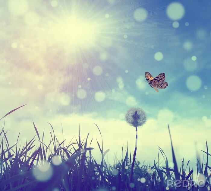 Papier peint  Papillon sur une photo rétro