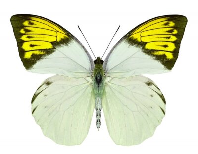 Papier peint  Papillon tonalité citron