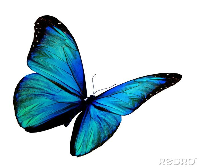 Papier peint  Papillon tonalité turquoise