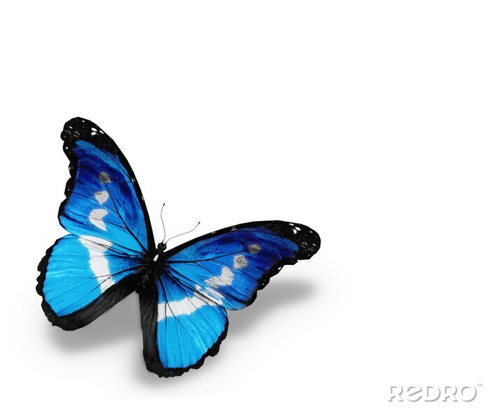 Papier peint  Papillon tropical sur fond clair
