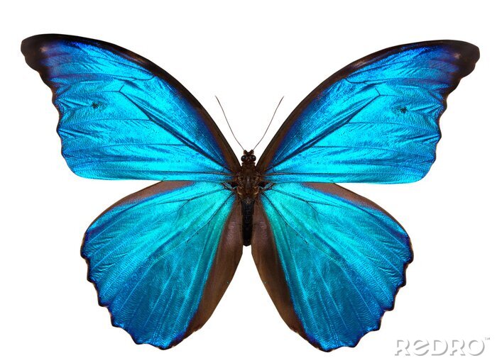 Papier peint  Papillon tropical tonalité bleue