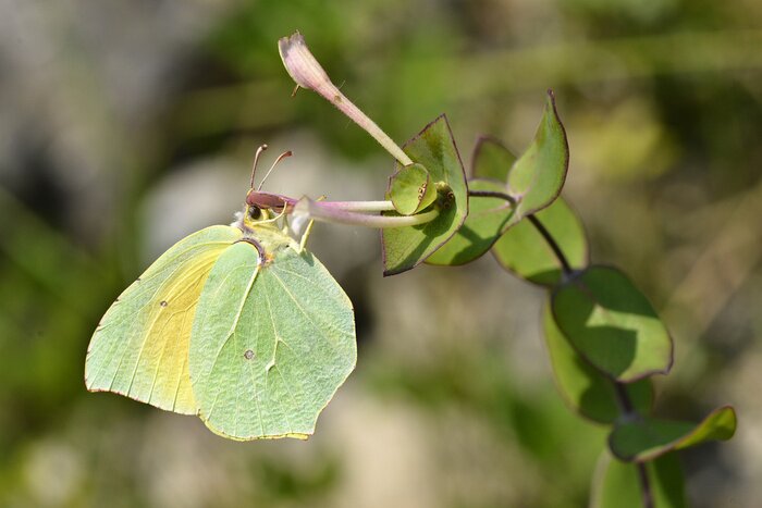 Papier peint  Papillon vert sur les plantes