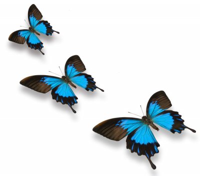 Papillons bleu et noir par terre