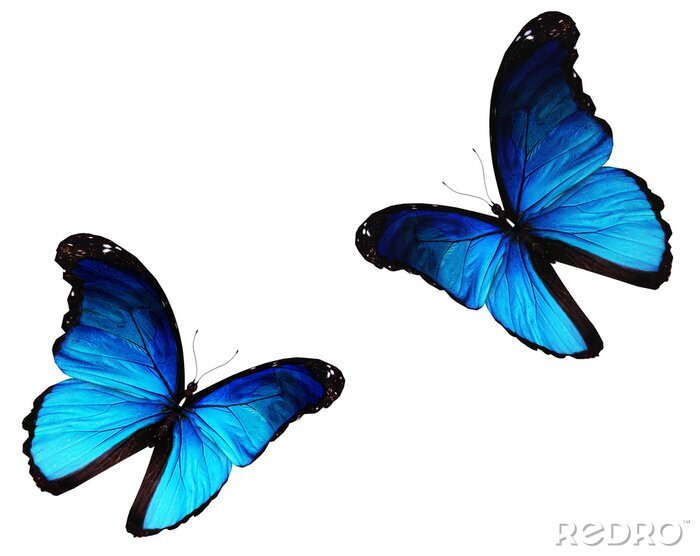 Papier peint  Papillons bleus en mouvement