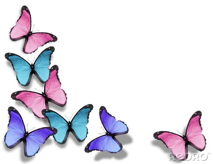 Papier peint  Papillons colorés pour une petite fille