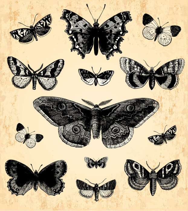 Papier peint  Papillons et papillons de nuit noirs