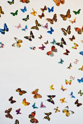 Papier peint  Papillons multicolores au vol