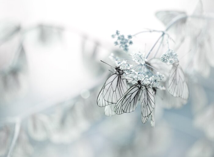 Papier peint  Papillons sur une fleur blanche