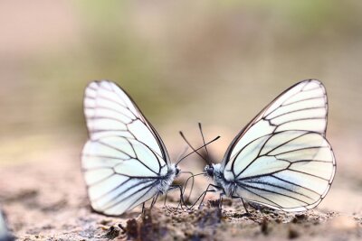 Papier peint  Papillons transparents assis par terre