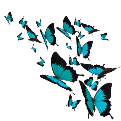 Papier peint  Papillons turquoise en mouvement