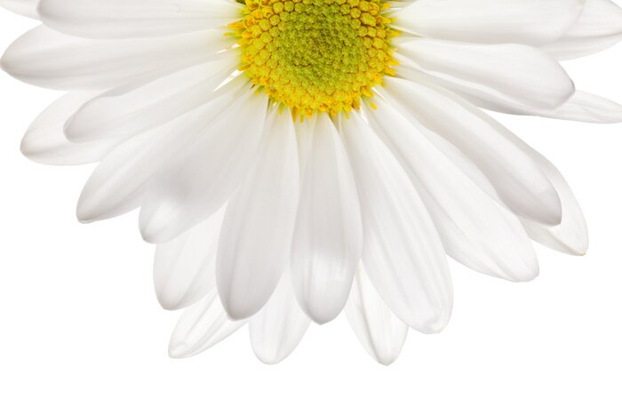 Papier peint  Pâquerette blanche intérieur jaune