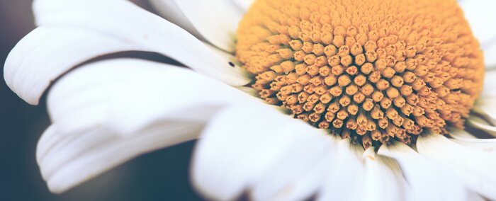 Papier peint  Pâquerette en plan rapproché