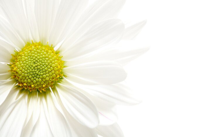 Papier peint  Pâquerette sur fond blanc