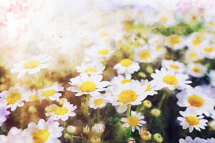 Papier peint  Pâquerettes au soleil