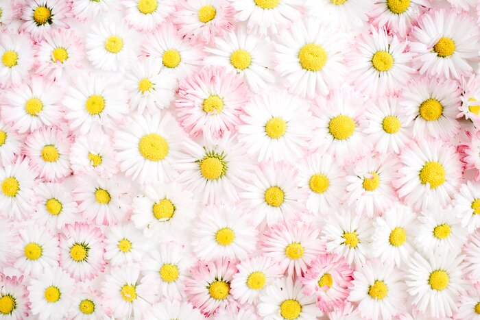 Papier peint  Pâquerettes blanc et rose